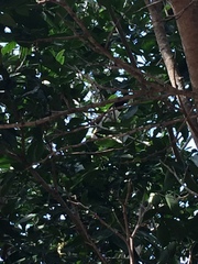 Cyanocorax cristatellus