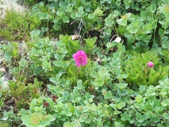 Rhododendron camtschaticum