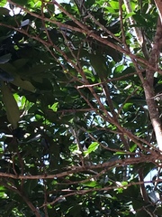 Cyanocorax cristatellus