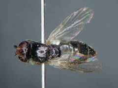 Eutropha fulvifrons
