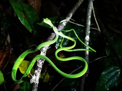 Ahaetulla mycterizans