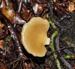 Pleurotus purpureo-olivaceus