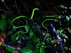 Ahaetulla mycterizans