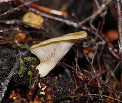 Pleurotus purpureo-olivaceus