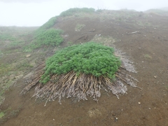 Artemisia vulgaris kamtschatica