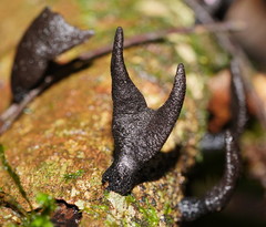 Xylaria castorea