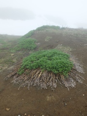 Artemisia vulgaris kamtschatica