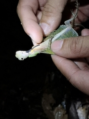 Draco melanopogon