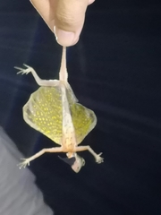Draco melanopogon