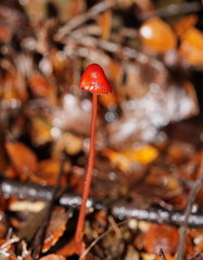 Mycena toyerlaricola