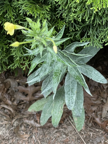 Evening-Primrose Powdery Mildew