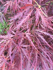 Acer palmatum