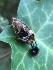 Bombus hypnorum