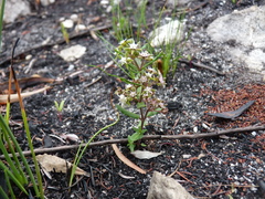 Aspidoglossum heterophyllum