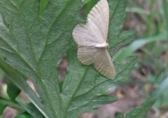 Idaea pallidata