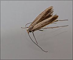 Bedelliidae