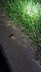 Bufo bufo