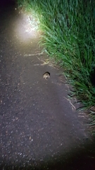 Bufo bufo
