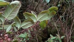 Lyonia villosa