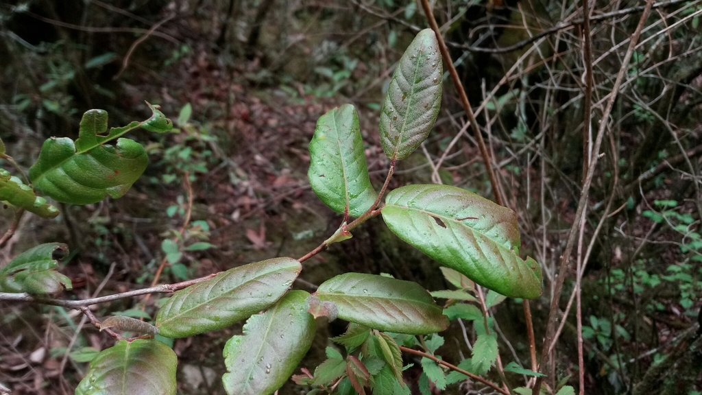Lyonia villosa (Lyonia villosa)