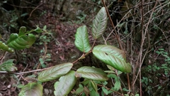 Lyonia villosa