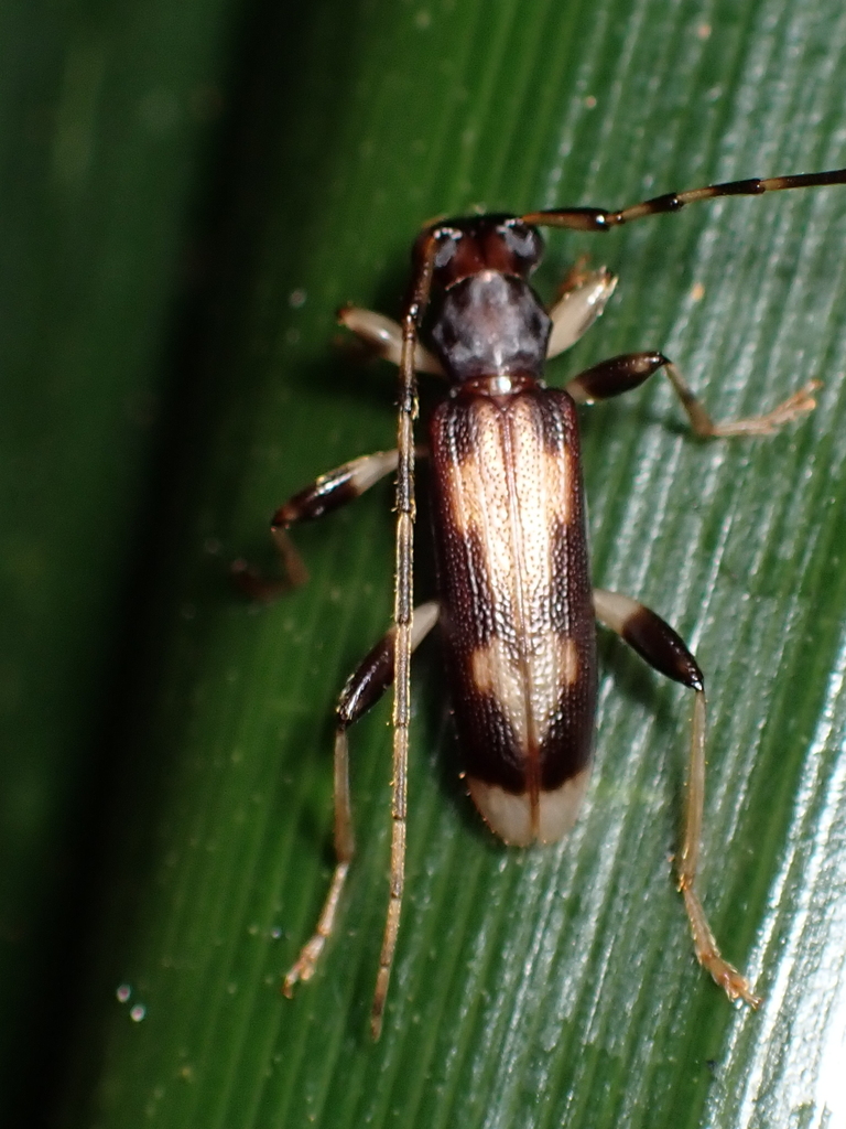 Astetholea varia