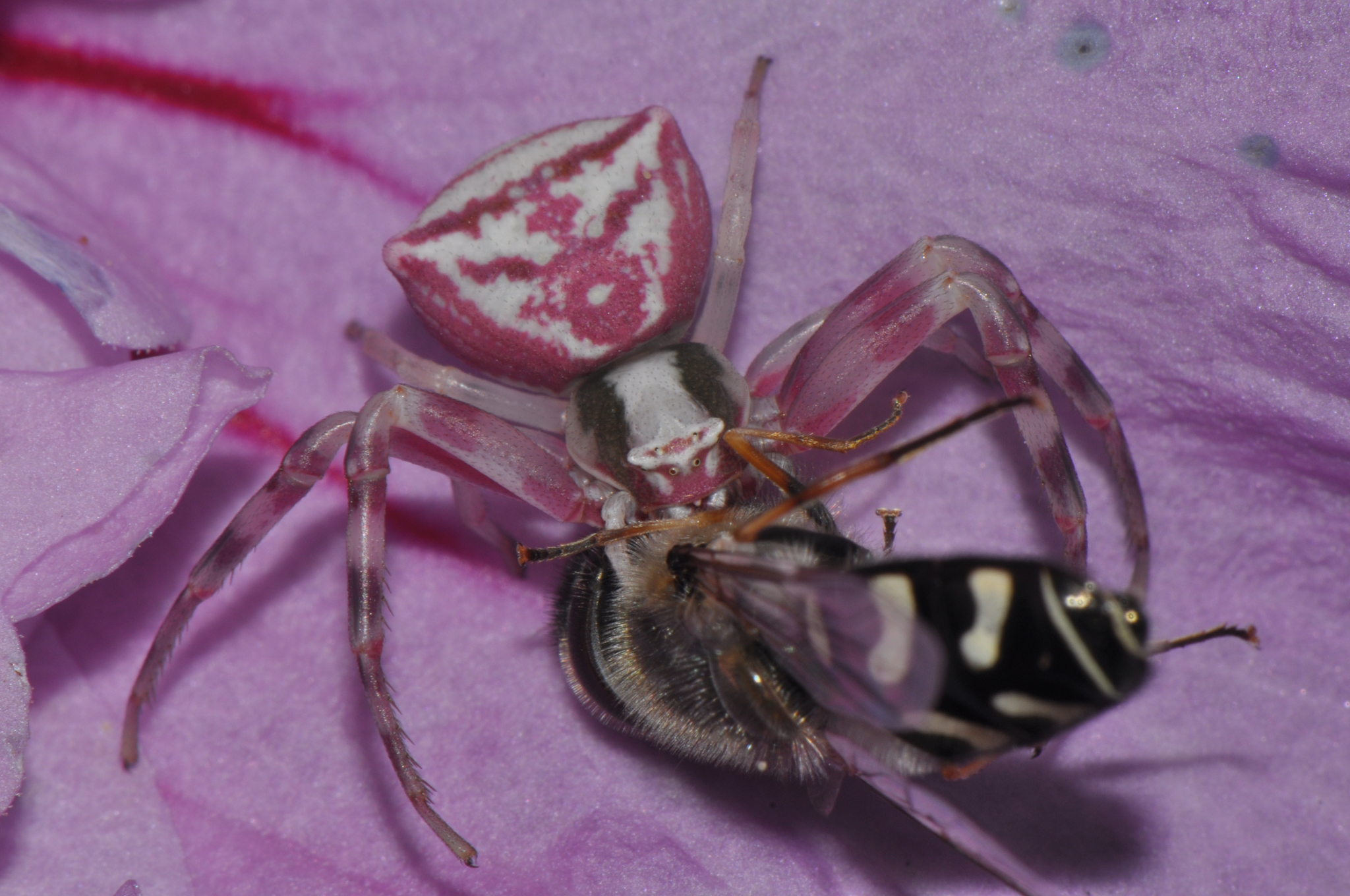 Pink Crab Spider (Thomisus onustus) · iNaturalist