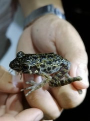 Pulchrana