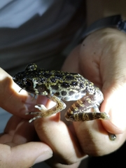 Pulchrana