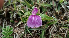 Roscoea