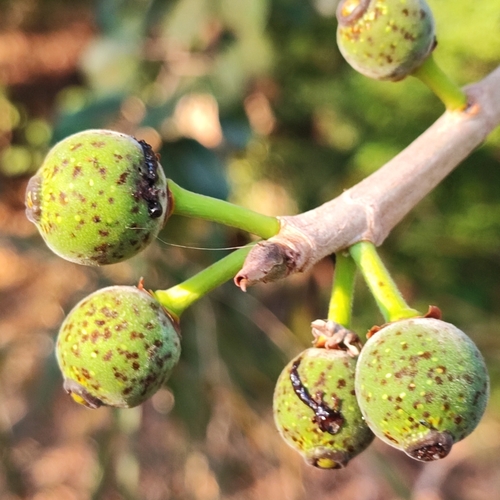 Ficus crocata (Ficus crocata)