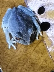 Leptobrachium hendricksoni