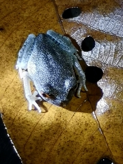 Leptobrachium hendricksoni