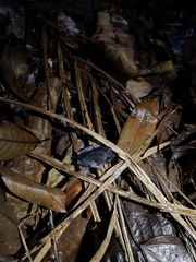 Leptobrachium hendricksoni