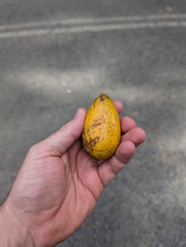 Endiandra microneura observed 2024-07-23