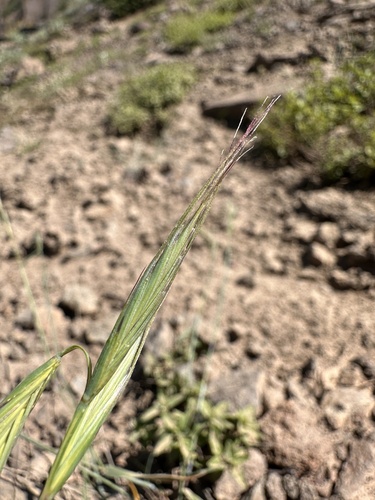 Image of Elymus sierrae by (c) Matt Berger, some rights reserved (CC BY)