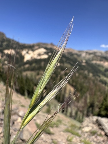 Image of Elymus sierrae by (c) Matt Berger, some rights reserved (CC BY)