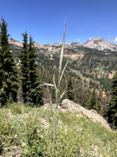 Sierra Wild Rye (Elymus sierrae)