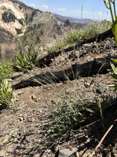 Image of Elymus sierrae by (c) Matt Berger, some rights reserved (CC BY)