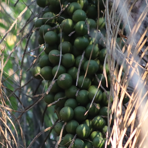 Image of totai palm by (c) Thomaz Ricardo Favreto Sinani, some rights reserved (CC BY)