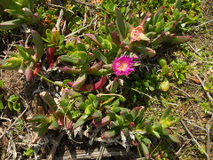 Carpobrotus virescens