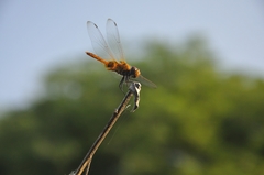 Urothemis signata