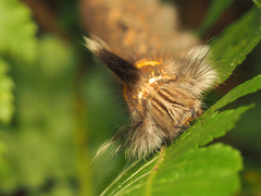 Lasiocampoidea
