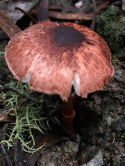 Lepiota haemorrhagica