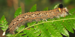 Lasiocampoidea