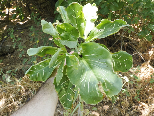 Image of Dracunculus vulgaris by (c) Lucas Christofides, some rights reserved (CC BY)