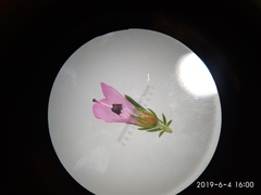Erica abietina constantiana