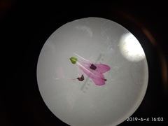 Erica abietina constantiana