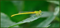 Ceriagrion coromandelianum