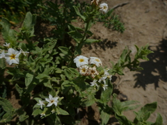 Tournefortia sibirica